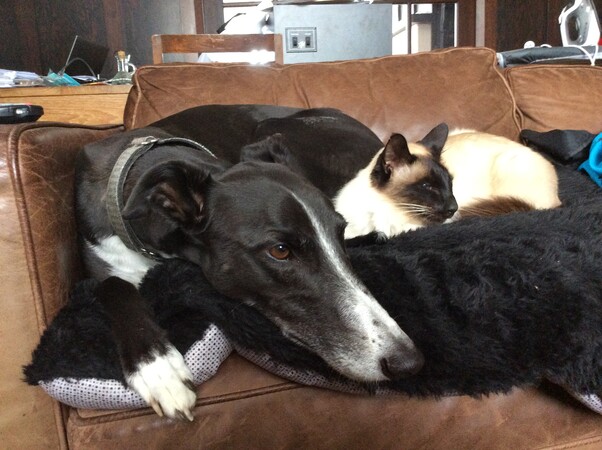 Poppy's Legacy: A Second Chance for Every Greyhound
