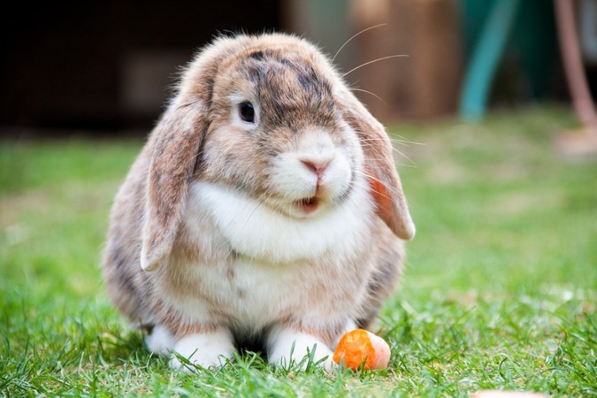 Carrots: Not Just Rabbit Food…