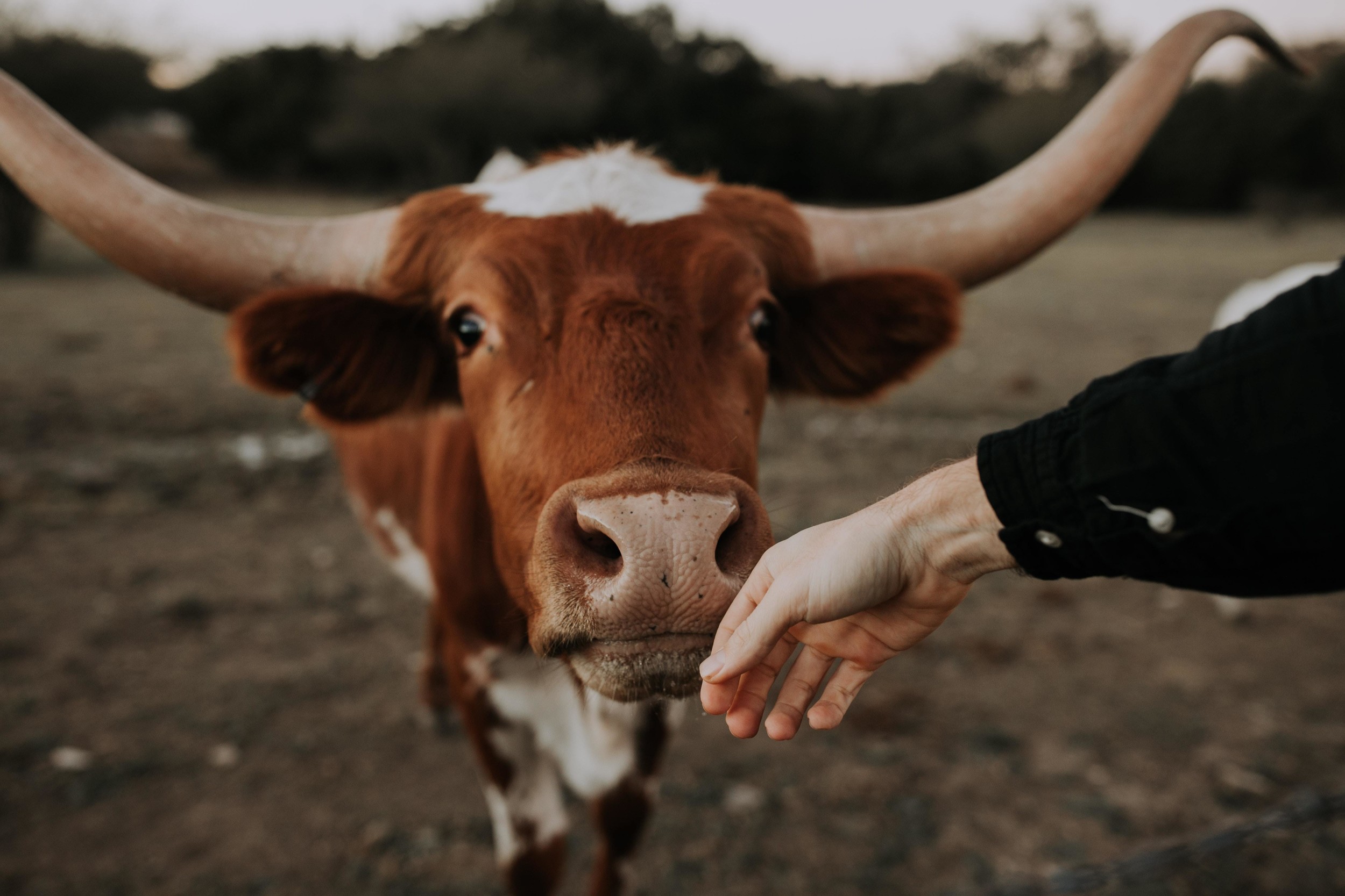A friendly cow